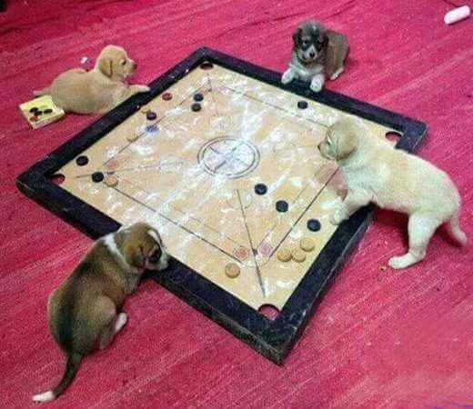 chien jouant
