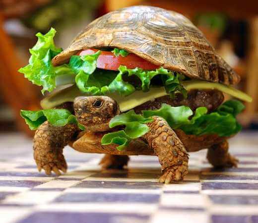 tortue