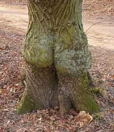 arbre
