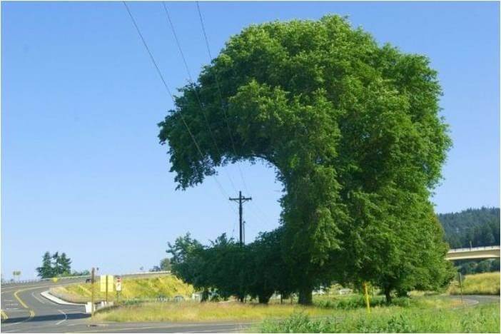 arbre