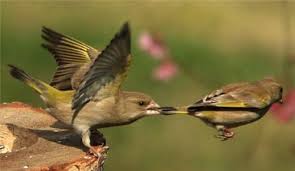 oiseau